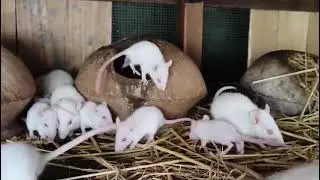 Sada edur sell #rat #pets #vairalvideo 