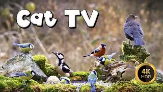 Cat TV for Cats to Watch 🐈 - BIRDIES BUDDIES 🐦&zwj;⬛ (4K HDR)