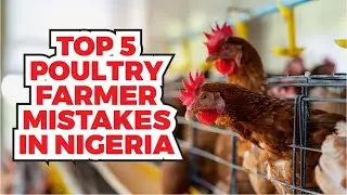Top 5 Costly Mistakes New Poultry Farmers Make in Nigeria