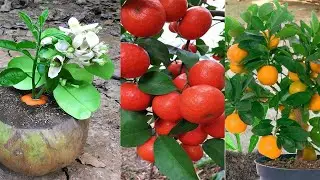 Orange Red Tongue & Go to Market Sell | Satisfying with Cambo Gardens farm | agricultural technology