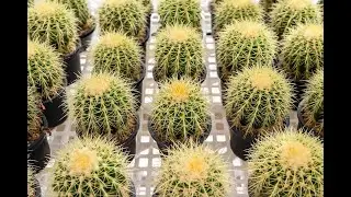 Growing Cacti - Do you Need Green Fingers? - 1 Minute Microlearning