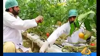 First indigenous hydroponic system in Pakistan: Capital TV