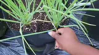 Let's compare hydroponics in a drip system - bags vs. pipes