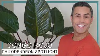 Philodendron Plant Varieties’ Spotlight: Philodendron Congo Rojo — Care Tips and More!