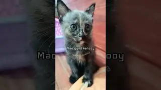 У Лой Минминга нет денег #короткоевидео #персидскаякошка