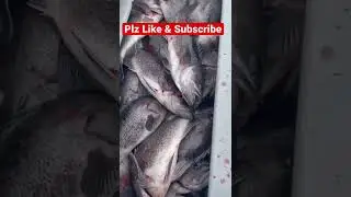 A little bait catches a large fish #shorts #seabass #fishing