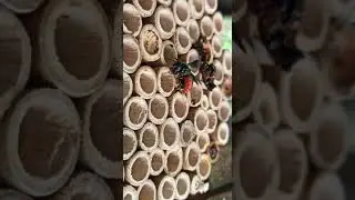 Cleptoparasitism by a Sunda Chilli-tail Bee, Euaspis polynesia (Video by Tan King How)
