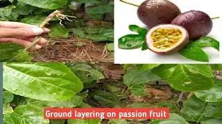 Ground layering on passion fruit    #gardening #passionfruit
