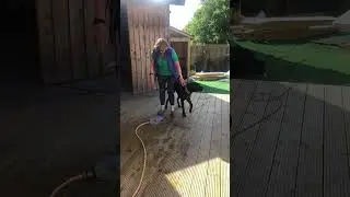 Cane Corso Pranks Owner With Hose