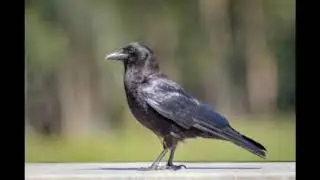 American Crow and Fish Crow Songs