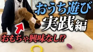 【実践】愛犬とのおウチ遊びは〇〇を使うのがオススメ！｜警察犬ドッグトレーナー解説