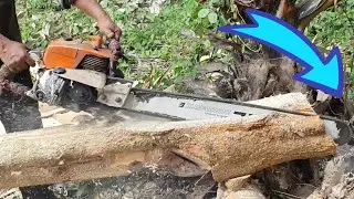 Old Strychnine Tree Sawing Skills With Chainsaw STIHL MS070 Wood Cutting Machine