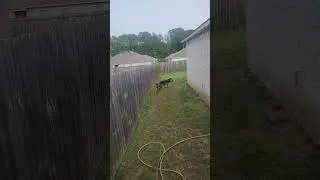 Two XL Bully&rsquo;s Stuck In The Back Yard #guttatv