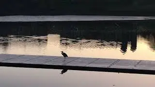 Sunrise on the Squamscott River - Great Blue Heron and Canada geese