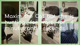 Maxim the Cat but she is hunting for rats for 4 minutes and 9 seconds