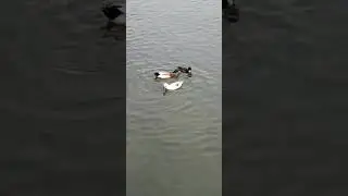 Awesome Chosen One Duck 360 Spin Move Double Cross