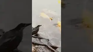 cleaver bird
