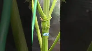 Super Cropping | Plant Training | Before and After #shorts