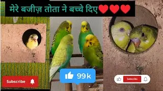 Budgies parrot Breeding 🐦🦜🐦🦜