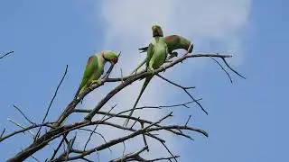 Alexandrine parakeet&nbsp;(Psittacula eupatria) INDIA