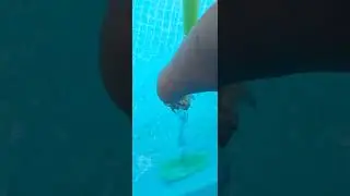 easy, budget friendly pool cleaning hak.