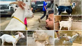 Exotic Goat Kids at Al Quresh Goats, Jogeshwari West | Saanen, Alpine, Bannur, Bantam