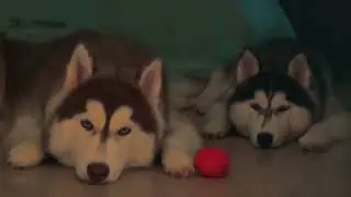  Husky Power nap 😴 