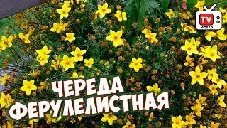 Новая звезда вазонов 🌸 БИДЕНС или ЧЕРЕДА ФЕРУЛЕЛИСТНАЯ 🌸 Обзор растения от hitsadTV