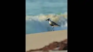 Shore Birds