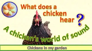 Что слышит курица? Мир звуков, которые слышит курица.