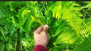 Fern Leaves and It's Benefits!!Big fern growth #ferns#medicinalplants #kashmirvalley 