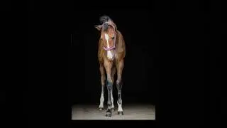 NewHatches Opportunity Knock&rsquo;s 2025 Filly for Sale