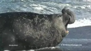 Elephant seal barking SF1131