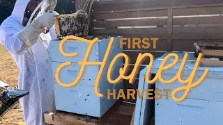 First Year Beekeeping Honey Harvest!
