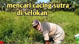 Mencari CASUT  II di Selokan,,