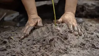 Stories from Palawan: Planting Mangroves for the Future