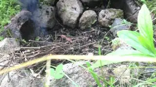 BCUSA Campfire Cooking Challenge 2: Broiling with Improvised Equipment