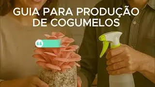 PASSO A PASSO PARA PRODU&Ccedil;&Atilde;O KIT  LENTINULA EDODES   SHIITAKE