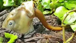Fish Eating Eel
