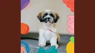 Glorious Calm Dogs