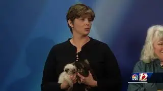 Noon Pets Of The Week:  Sonny, Chloe & Penelope