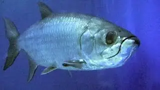 ターポン　Tarpon　Megalops cyprinoides