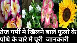 158.How to growing Sun loving flowers plant summer season