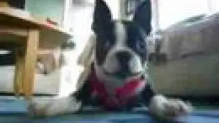 Boston Terrier puppy attacking camera