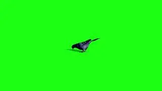 pigeon green screen video effect | No copyright