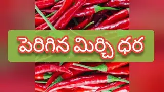 Guntur mirchi market rate today | 03-09-2024