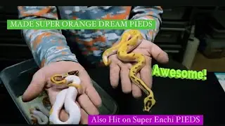 Ball Python Breeding ! Eggs and New babies shed !