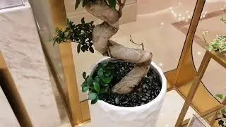 Expensive Flower Shop at Four Seasons Hotel Doha