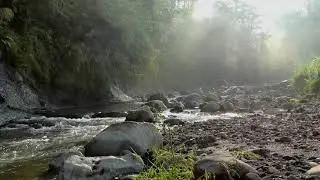 Forest , Mother Nature| Music for Meditation| Relaxing music 30min+| Music for Sleep| Stress Relief|