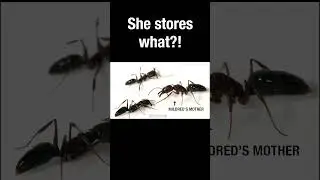 The Trap-Jaw Ant stores what?! #truefacts #shorts #ants